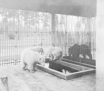 Woodland Park Polar Bears
